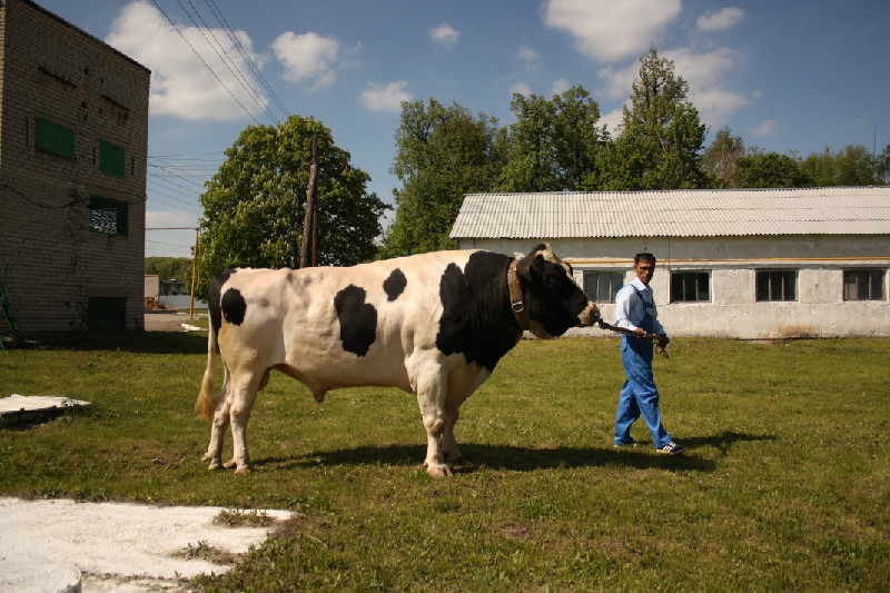 Необычные, странные и удивительные коровы со всего мира